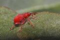 Apion frumentarium